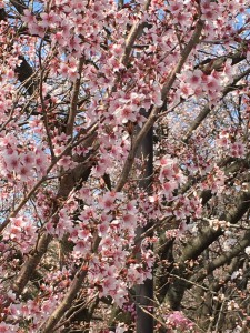 桜　富山市　